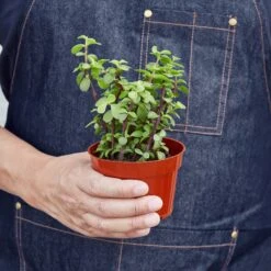 Succulent 'Elephant Bush' 9 Succulent 'Elephant Bush' -Plant house 1 Succulent ElephantBush 4 HOLD