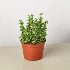 Succulent 'Elephant Bush' 8 Succulent 'Elephant Bush' -Plant house 1 Succulent ElephantBush 6