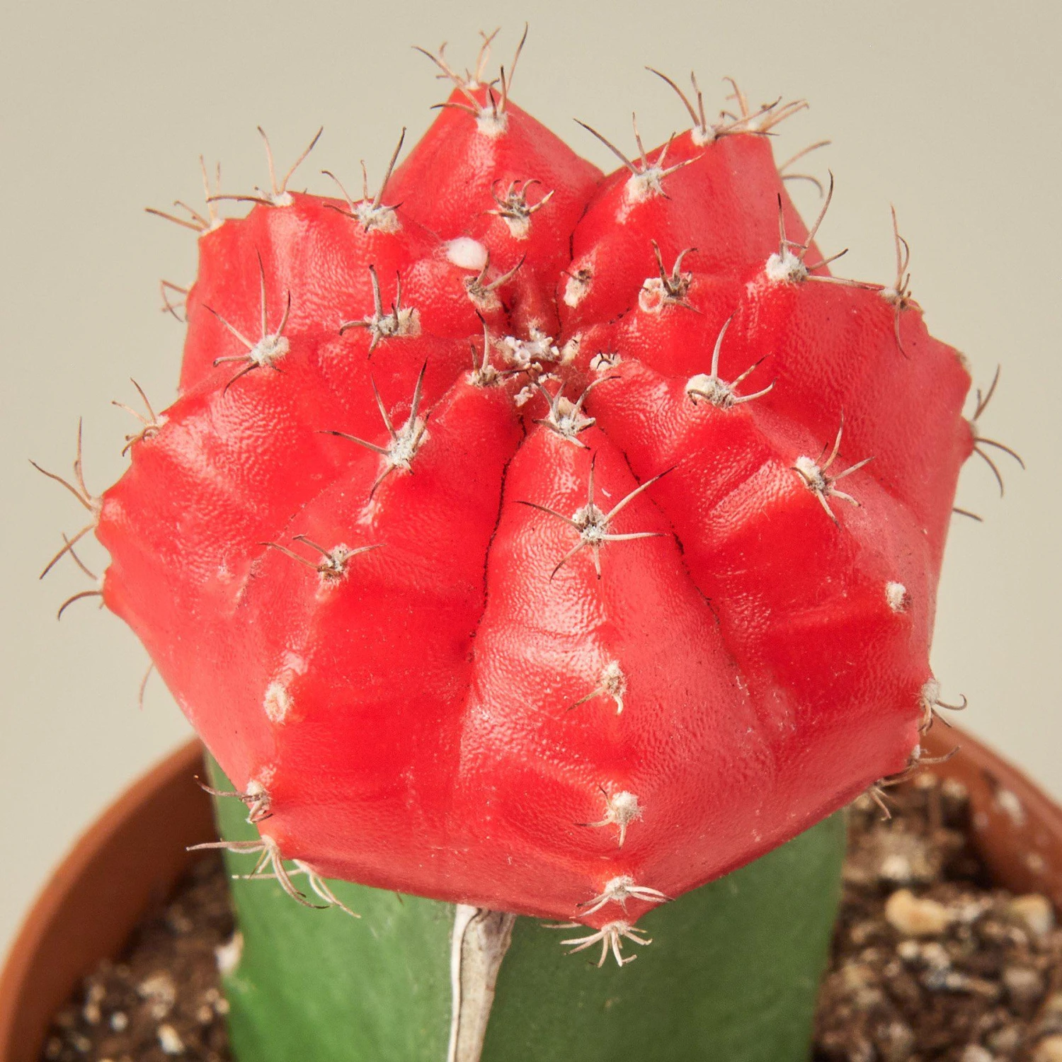 Graft Cactus 'Red' 2 Graft Cactus 'Red' - Image 2