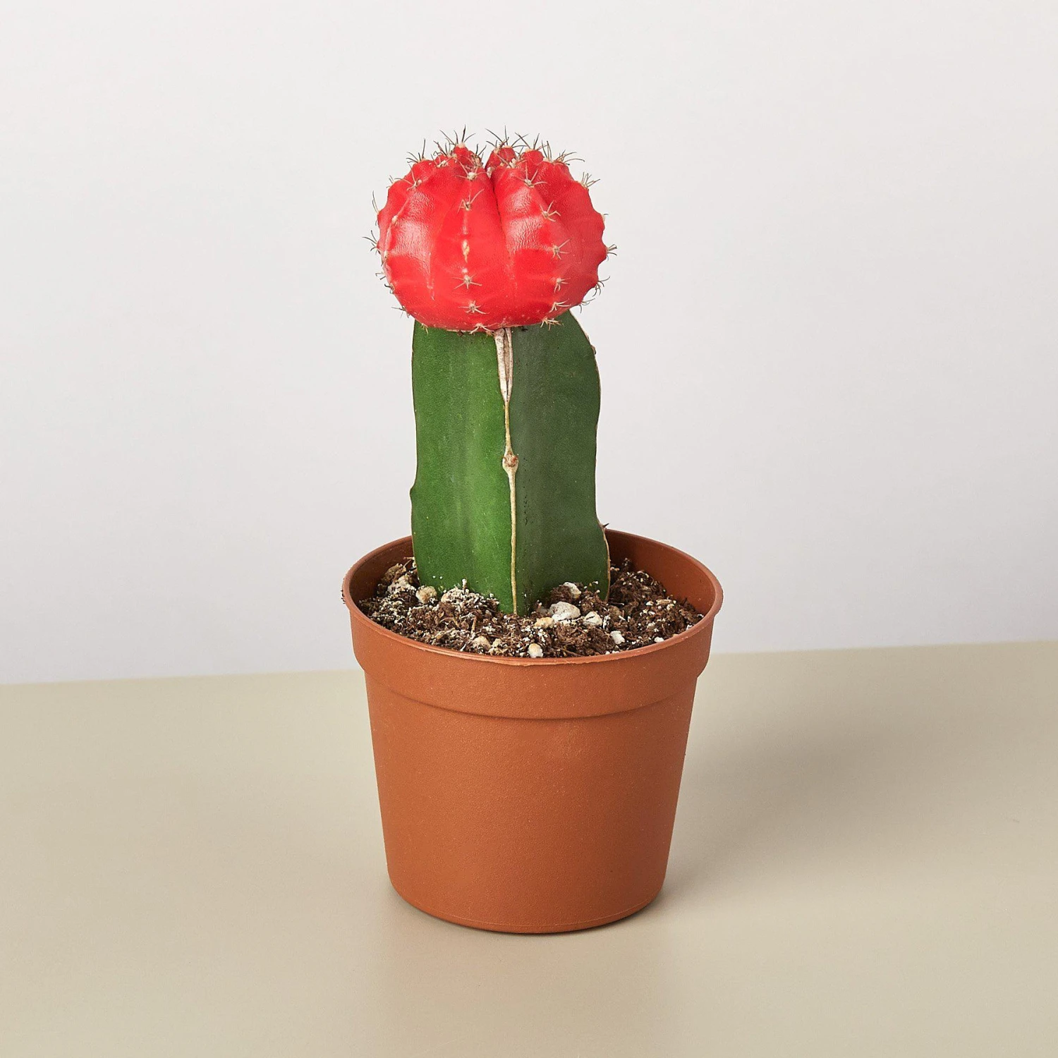 Graft Cactus 'Red' 1 Graft Cactus 'Red'