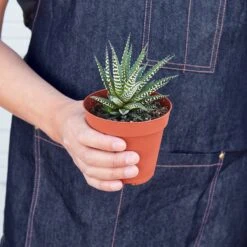 Zebra Succulent -Plant house 1 Succulent HawoutniciZebra 4HOLD