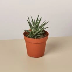 Zebra Succulent -Plant house 1 Succulent HawoutniciZebra 4MAIN