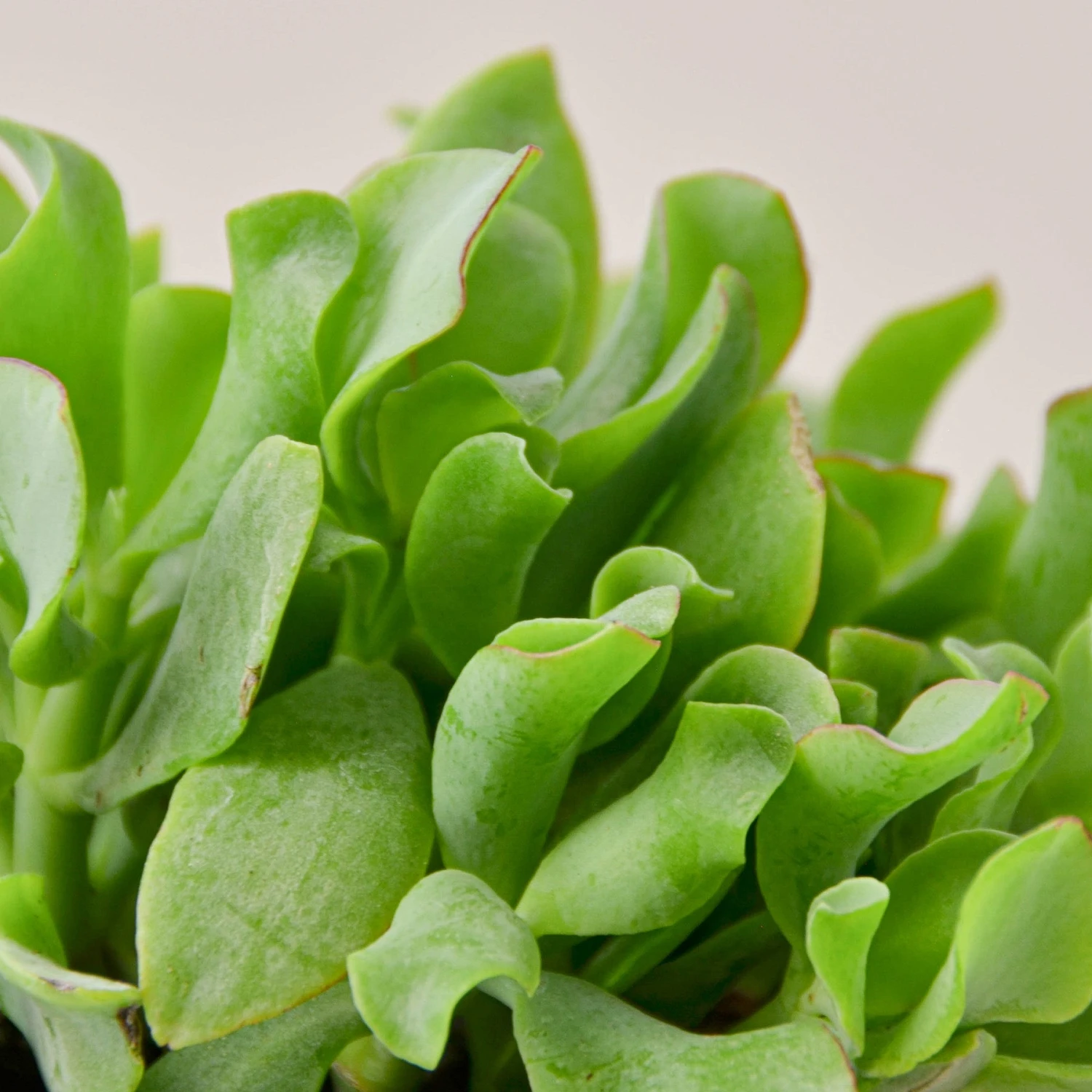 Succulent 'Ripple Jade' 2 Succulent 'Ripple Jade' - Image 2