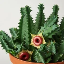 Lifesaver Cactus 13 Lifesaver Cactus -Plant house 1 Succulent LifeSaver DETAIL 6