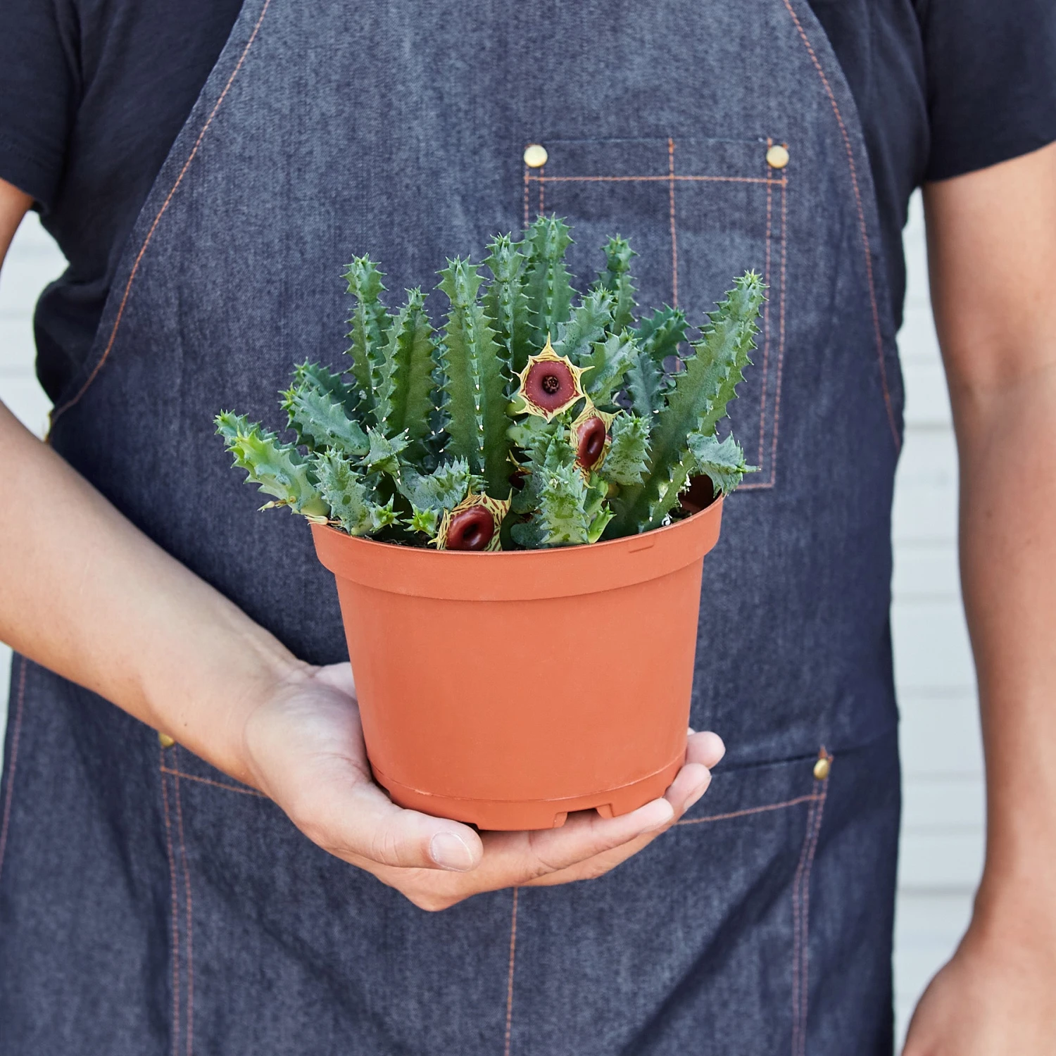 Lifesaver Cactus 6 Lifesaver Cactus - Image 6