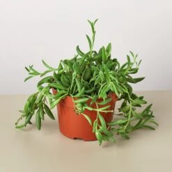 Succulent 'String Of Bananas' 21 Succulent 'String Of Bananas' -Plant house 1 Succulent StringOfBanana 4