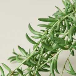 Succulent 'String Of Bananas' 22 Succulent 'String Of Bananas' -Plant house 1 Succulent StringOfBanana 4 DETAIL