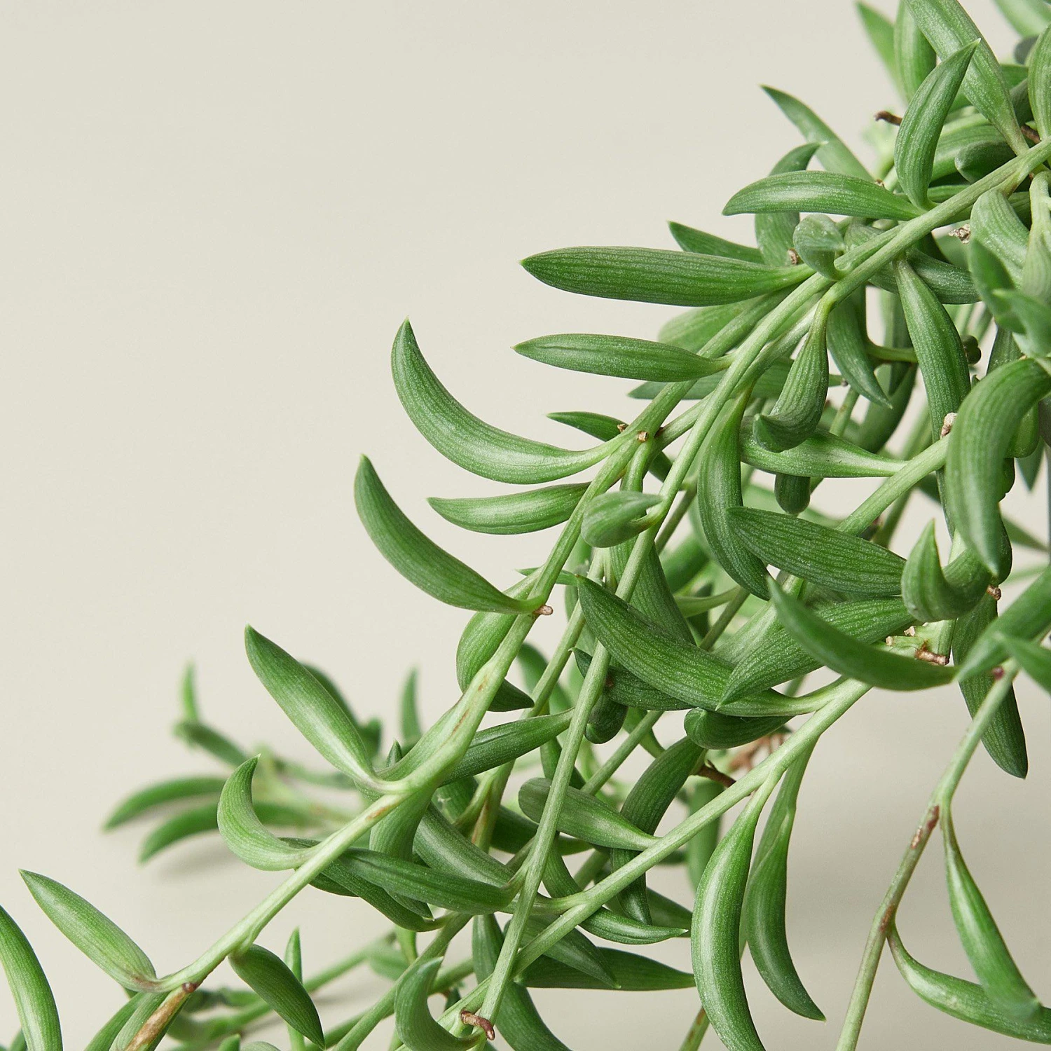 Succulent 'String Of Bananas' 2 Succulent 'String Of Bananas' - Image 2