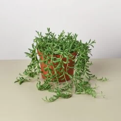 Succulent 'String Of Bananas' 24 Succulent 'String Of Bananas' -Plant house 1 Succulent StringofBananas 6