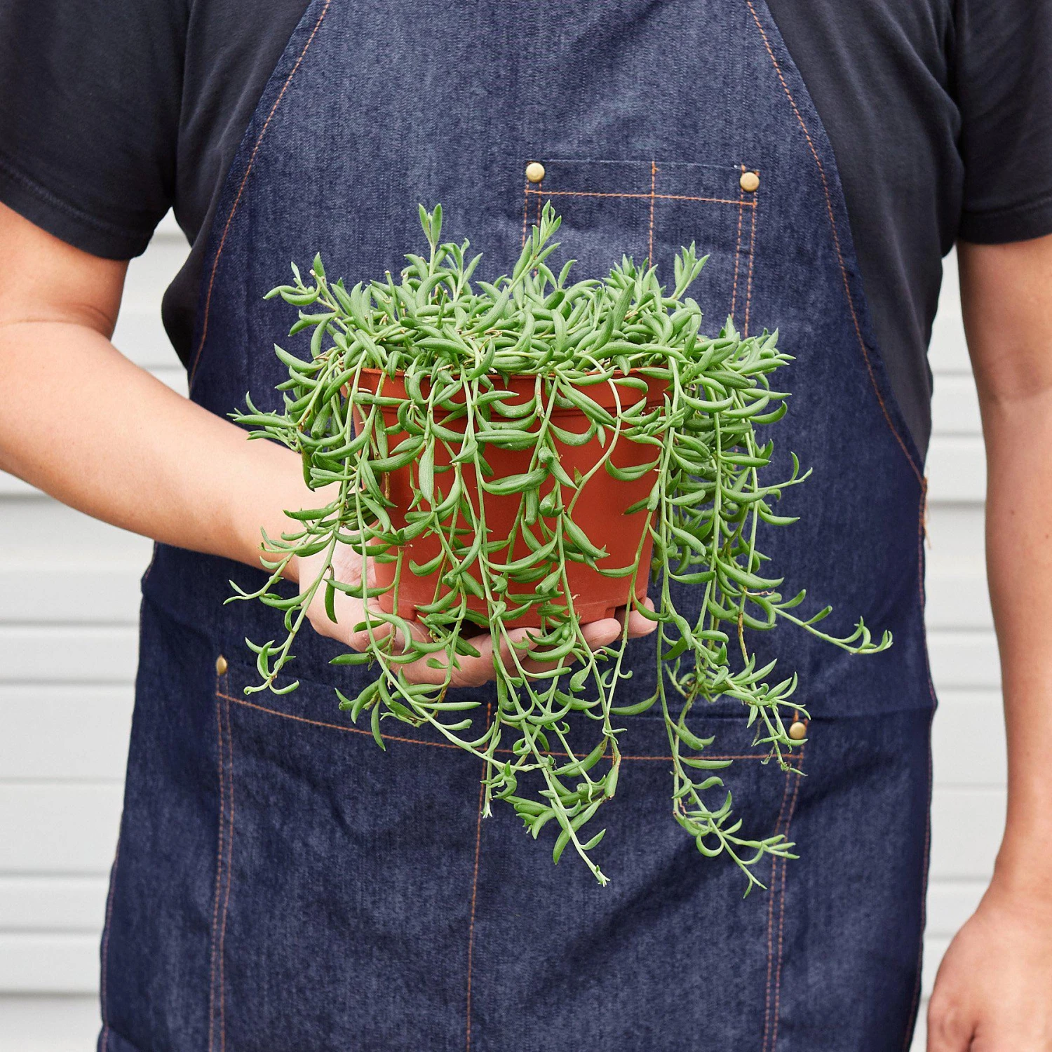 Succulent 'String Of Bananas' 12 Succulent 'String Of Bananas' - Image 12