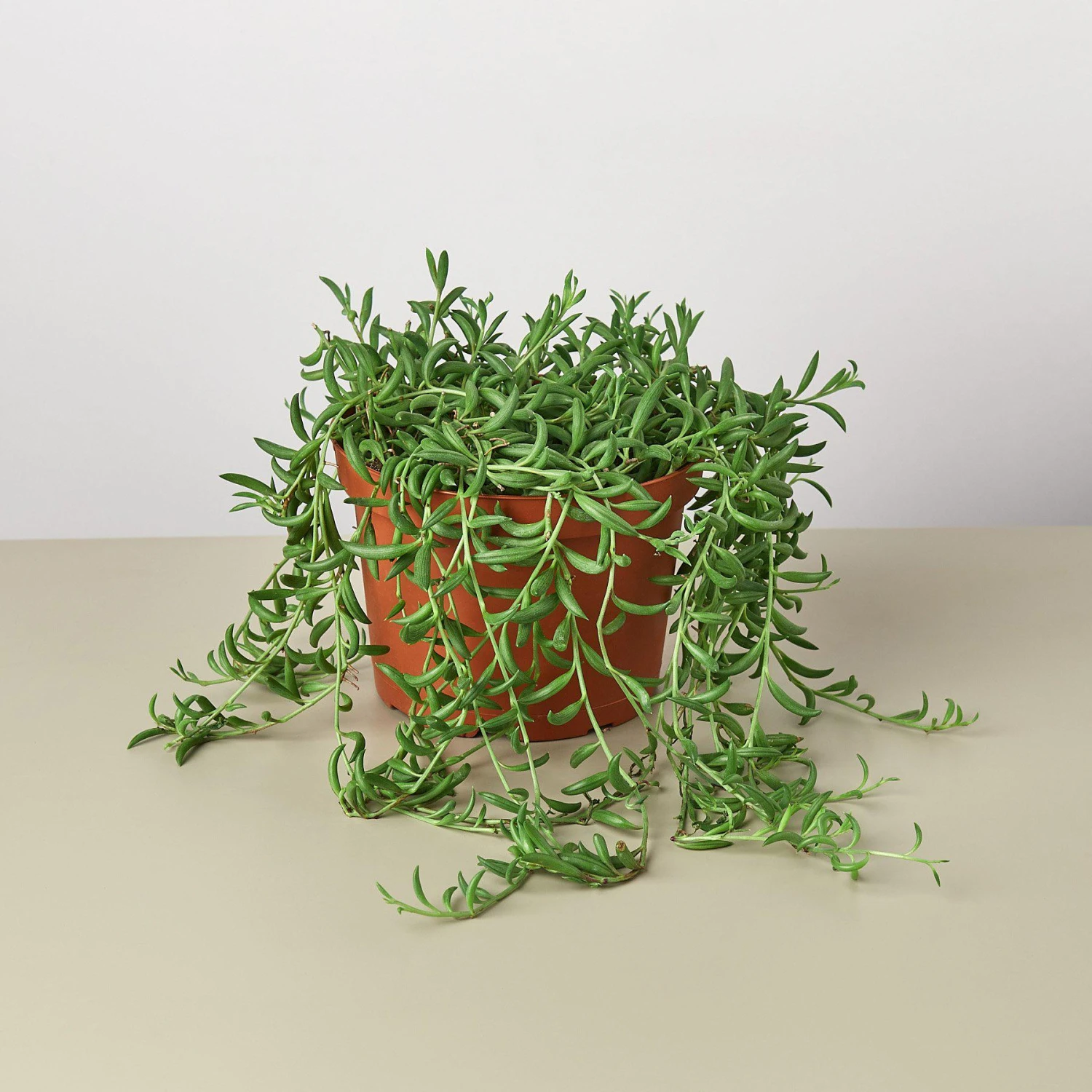 Succulent 'String Of Bananas' 11 Succulent 'String Of Bananas' - Image 11