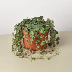 Succulent 'String Of Hearts' -Plant house 1 Succulent StringofHearts 6