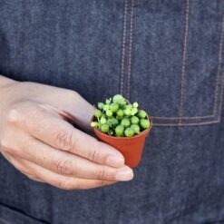 Succulent 'String Of Pearls' -Plant house 1 Succulent StringofPearls 1 HOLD 3738217d 8b1e 4613 ba75 df7b9ff45d81