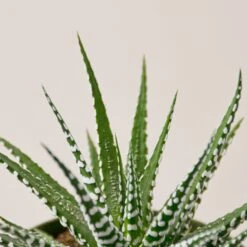 Zebra Succulent -Plant house 1 Succulent Zebra 4DETAIL