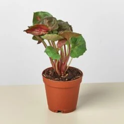 Syngonium 'Merry' 10 Syngonium 'Merry' -Plant house 1 Syngonium Merry 2