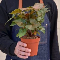 Syngonium 'Merry' 9 Syngonium 'Merry' -Plant house 1 Syngonium Merry 4HOLD