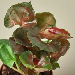 Syngonium 'Merry' 11 Syngonium 'Merry' -Plant house 1 Syngonium Merry DETAIL 2