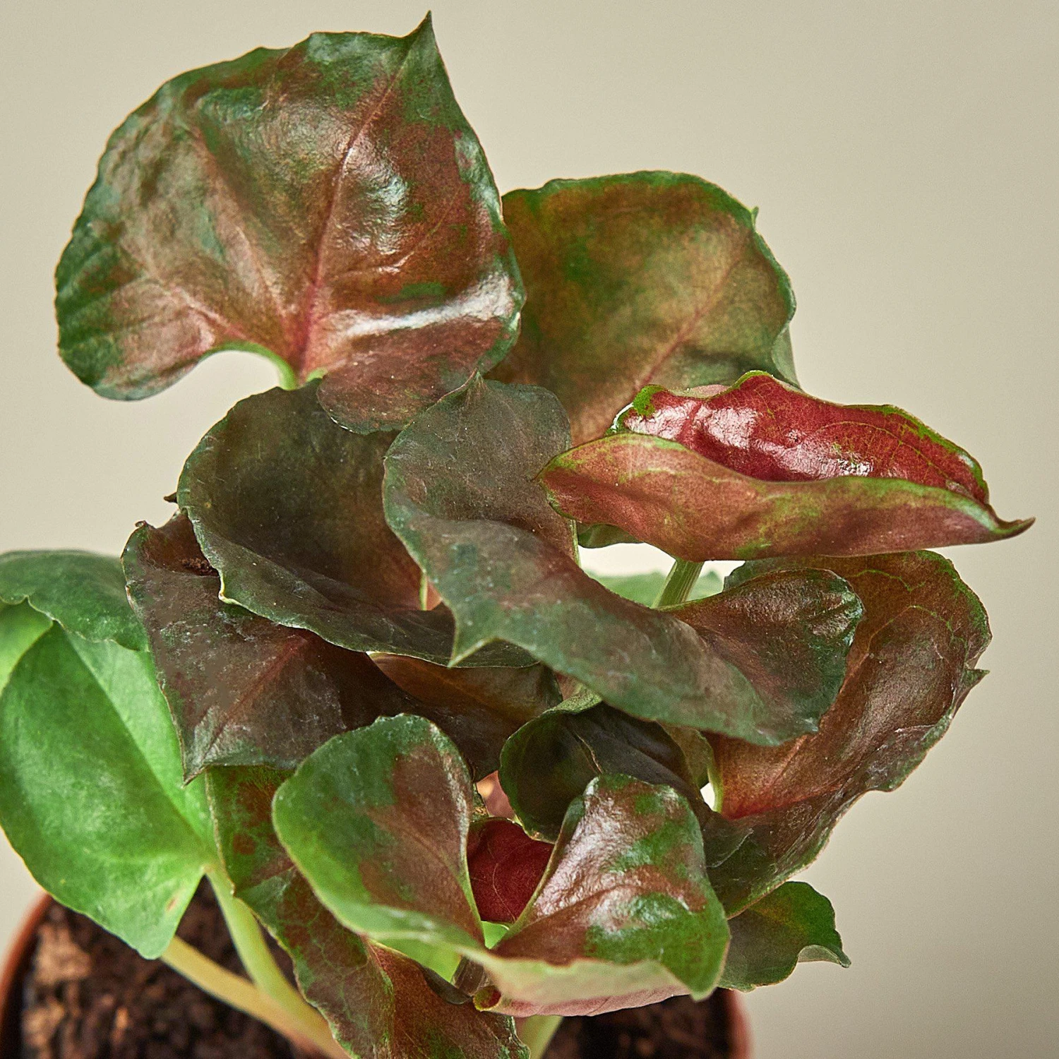 Syngonium 'Merry' 5 Syngonium 'Merry' - Image 5