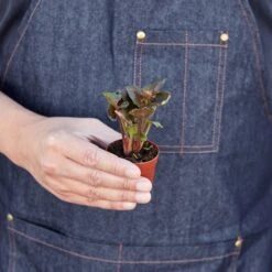 Syngonium 'Merry' 12 Syngonium 'Merry' -Plant house 1 Syngonium Merry HOLD 2