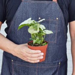 Syngonium 'Roxanna' -Plant house 1 Syngonium Roxanna HOLD 4