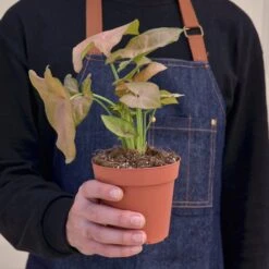 Syngonium 'Strawberry' -Plant house 1 Syngonium Strawberry 4HOLD