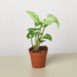 Syngonium 'White Butterfly' -Plant house 1 Syngonium WhiteButterfly 2