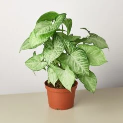 Syngonium 'White Butterfly' -Plant house 1 Syngonium WhiteButterfly 6