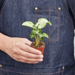 Syngonium 'White Butterfly' -Plant house 1 Syngonium WhiteButterfly HOLD 2