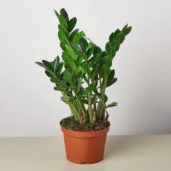 Zamioculcas Zamiifolia 'ZZ' -Plant house 1 Zamioculcas Zamiifolia 6
