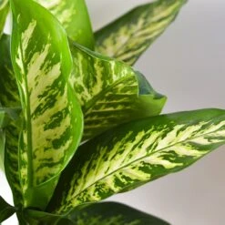 Dieffenbachia 'Tropic Snow' 8 Dieffenbachia 'Tropic Snow' -Plant house 10 DIEFFENBACHIA TROPIC.SNOW 2