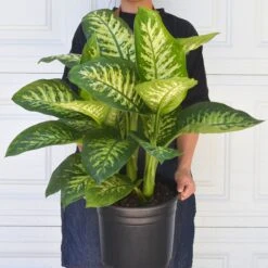 Dieffenbachia 'Tropic Snow' 9 Dieffenbachia 'Tropic Snow' -Plant house 10 DIEFFENBACHIA TROPIC.SNOW 3