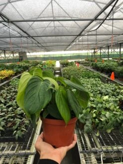 Philodendron 'Fuzzy Petiole' -Plant house 1417fdcd 68d1 4644 8fd3 ad8a6f1aede5