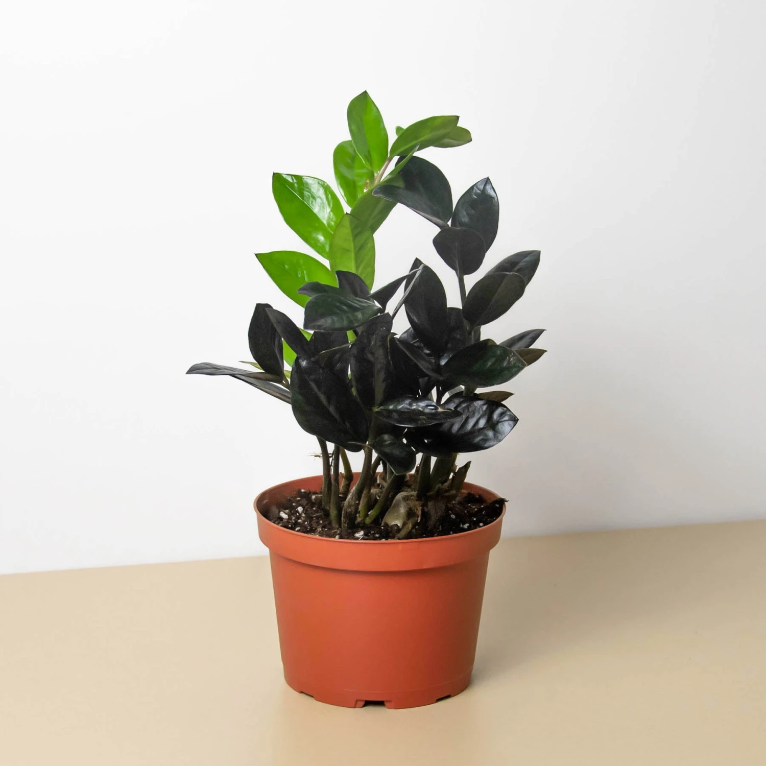 ZZ Zamioculcas 'Black Queen' 1 ZZ Zamioculcas 'Black Queen'
