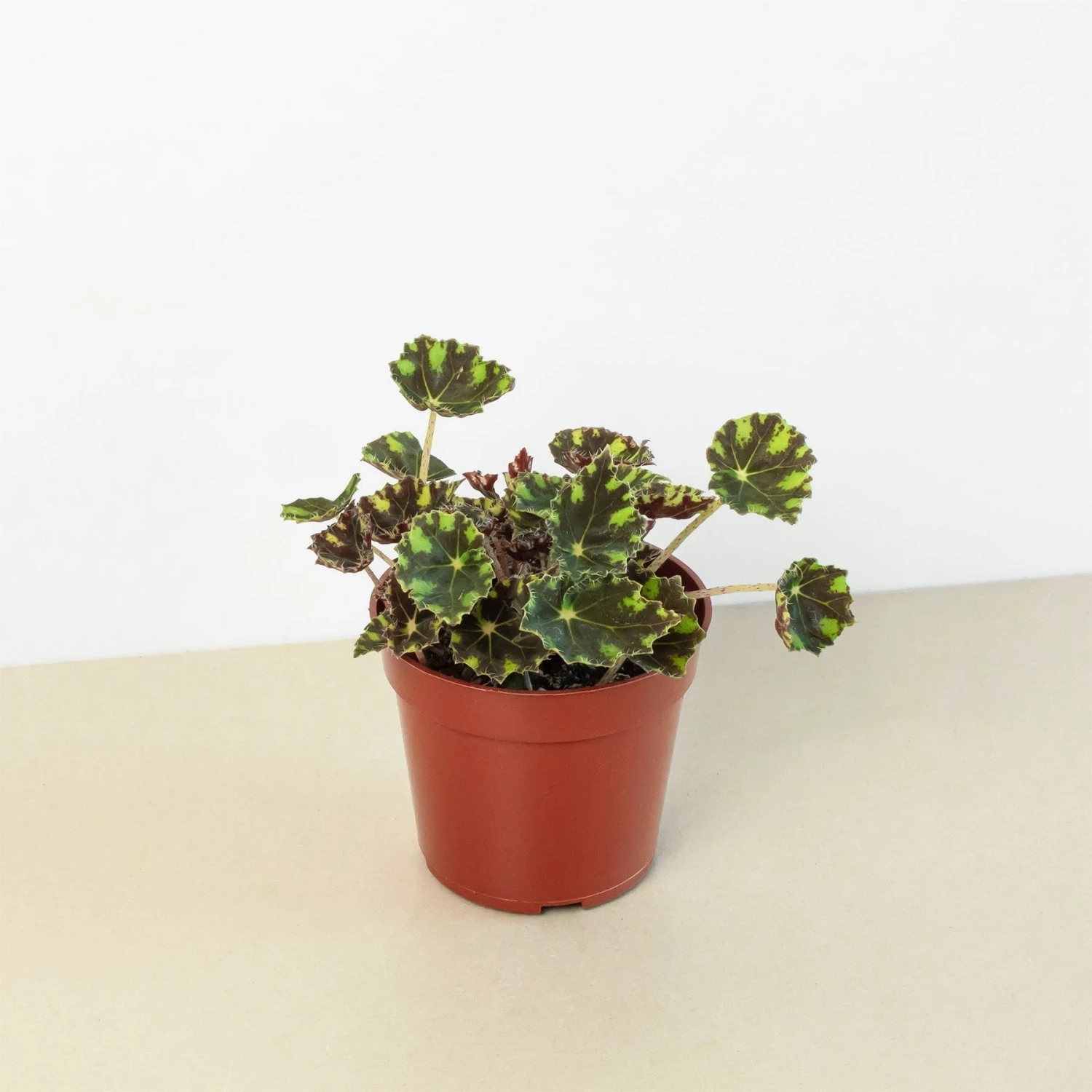 Begonia Tiger Paws - 6" Pot 1 Begonia Tiger Paws - 6" Pot