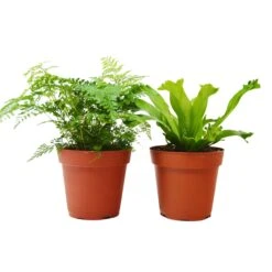 2 Fern Variety Pack - Live Plants - FREE Care Guide - 4" Pot - House Plant 6 2 Fern Variety Pack - Live Plants - FREE Care Guide - 4" Pot - House Plant -Plant house 2 Fern Variety