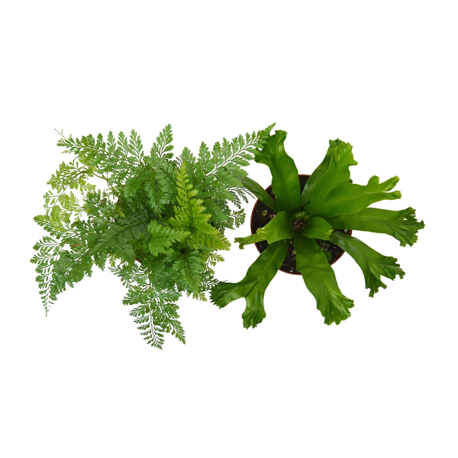 2 Fern Variety Pack - Live Plants - FREE Care Guide - 4" Pot - House Plant 4 2 Fern Variety Pack - Live Plants - FREE Care Guide - 4" Pot - House Plant - Image 4