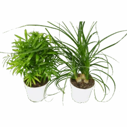 2 Palm Variety Pack / 4" Pots / Live Plant / House Plant -Plant house 2 Palm Variety 4