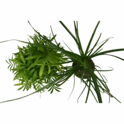 2 Palm Variety Pack / 4" Pots / Live Plant / House Plant -Plant house 2 Palm Variety 4 3