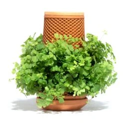 Tevaplanter : Self Watering Planter -Plant house 2048 79231f5e 696d 4aa3 a844 94c44529835f