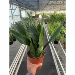 Snake Plant 'Jaboa' 5 Snake Plant 'Jaboa' -Plant house 20657e6d d7f2 4ce7 b112 873a99283bb1
