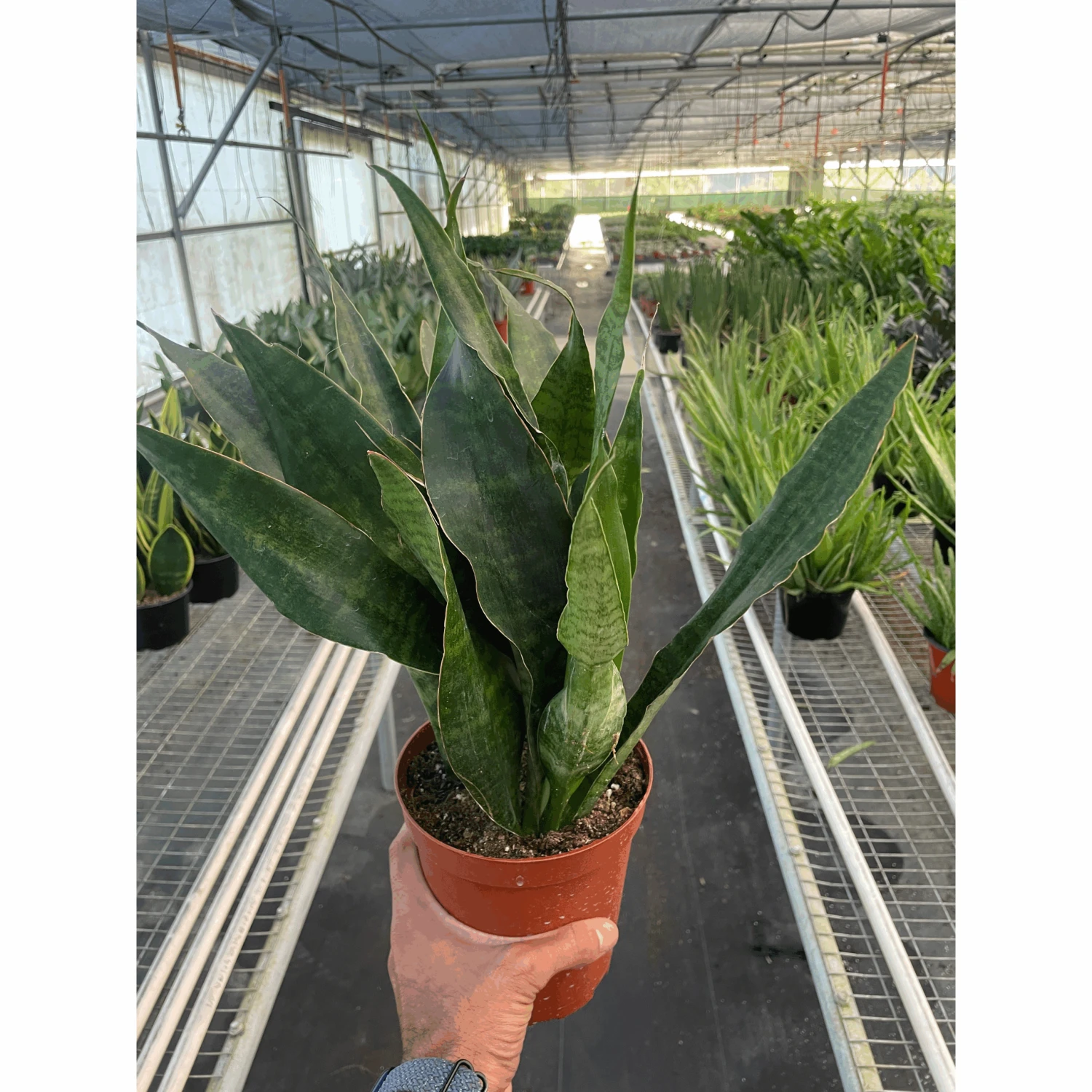 Snake Plant 'Jaboa' 1 Snake Plant 'Jaboa'