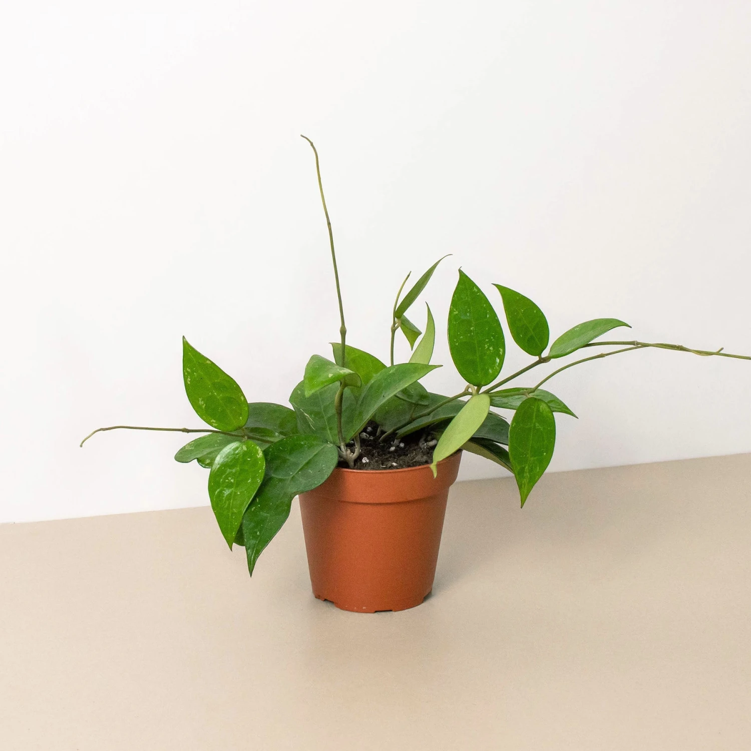 Hoya 'Black Margin' 1 Hoya 'Black Margin'