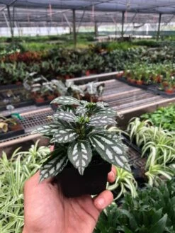 Pilea 'Aluminum' -Plant house 22574bda 7713 48ee 9f87 3e47d961652a