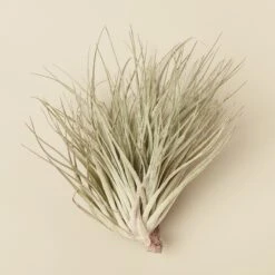 Tillandsia Air Plant Houston Red Princess