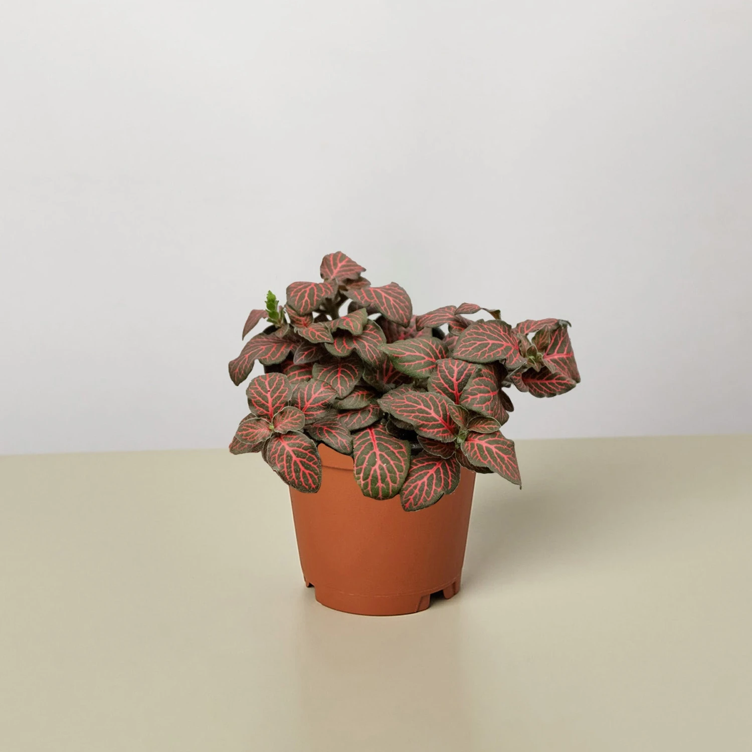 Fittonia 'Red' 1 Fittonia 'Red'