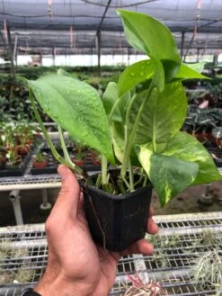 Pothos 'Golden' -Plant house 28eaca6e 31bc 483f a175 19830e331d63