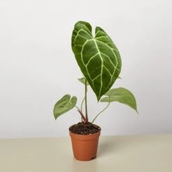 Anthurium Crystallinum 7 Anthurium Crystallinum -Plant house 2 ANTHURIUM CRYSTALLINUM 1 2ac6cdc7 5283 496f 8d0b c8661f0d9250