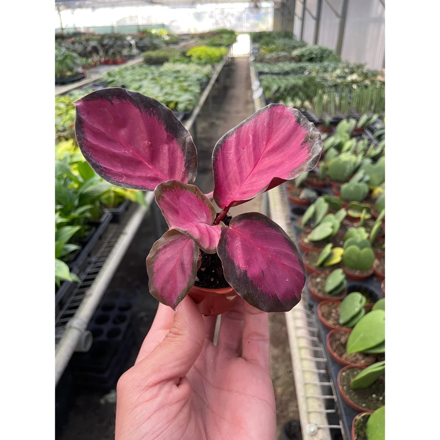 Calathea 'Purple Rose' 2 Calathea 'Purple Rose' - Image 2