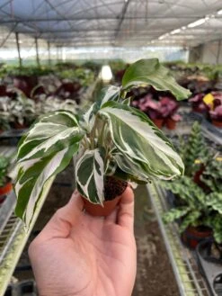 Calathea 'White Fusion' -Plant house 2 CALATHEA WHITE.FUSION TEMP 2.22.24