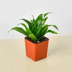 Dracaena 'Janet Craig' -Plant house 2 DRACAENA JANET.CRAIG 1